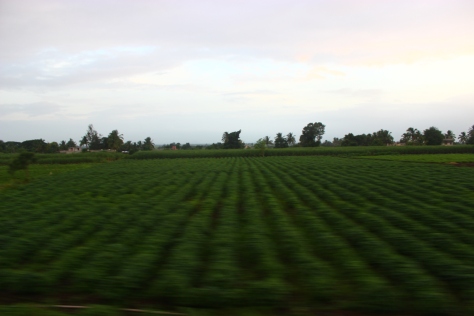 Our train rushing beside rows of well cultivated fields 